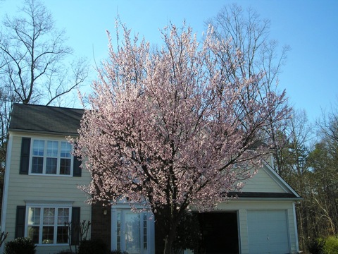 albero-di-susine-in-fiore.jpg